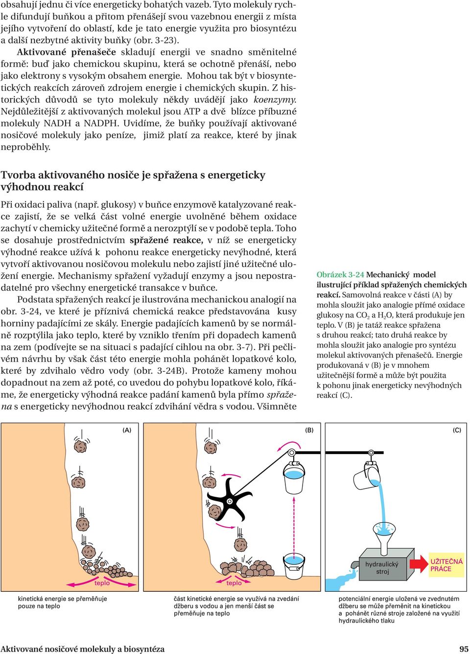 3-23). Aktivované přenašeče skladují energii ve snadno směnitelné formě: buď jako chemickou skupinu, která se ochotně přenáší, nebo jako elektrony s vysokým obsahem energie.