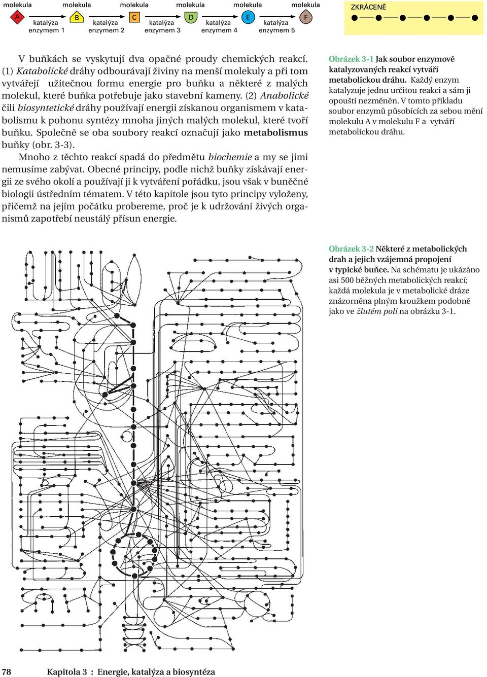 (2) Anabolické čili biosyntetické dráhy používají energii získanou organismem v katabolismu k pohonu syntézy mnoha jiných malých molekul, které tvoří buňku.