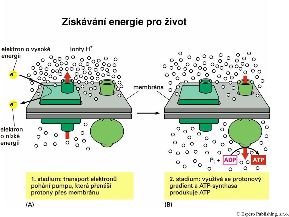 život Espero