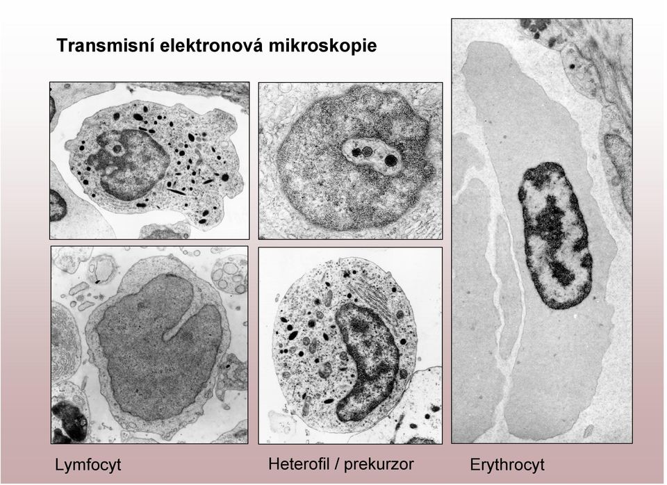 mikroskopie