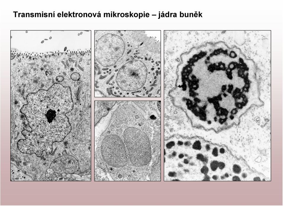 mikroskopie