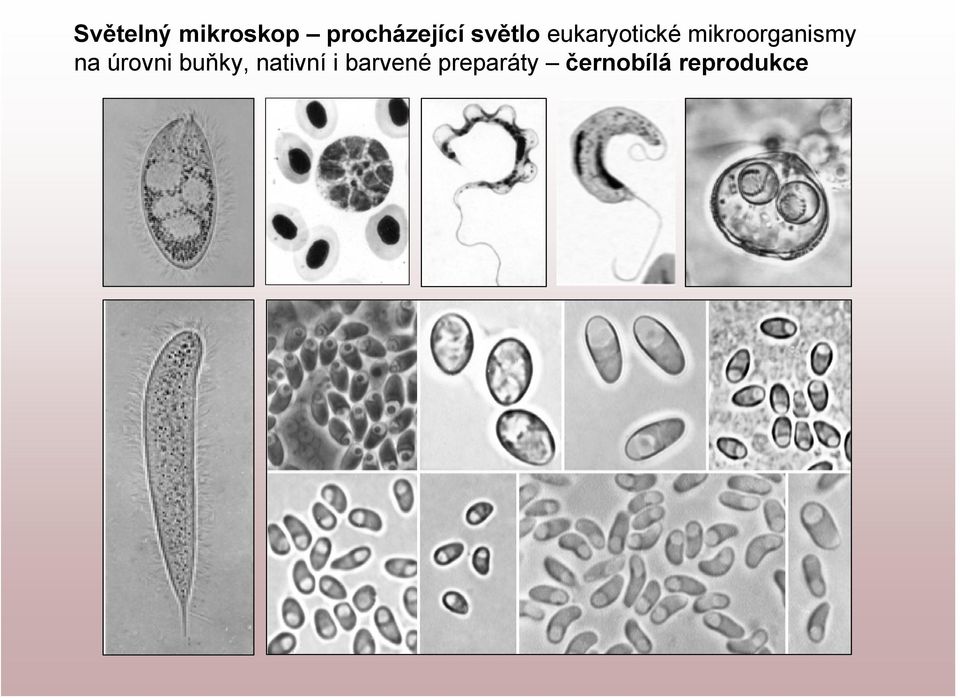 mikroorganismy na úrovni buňky,