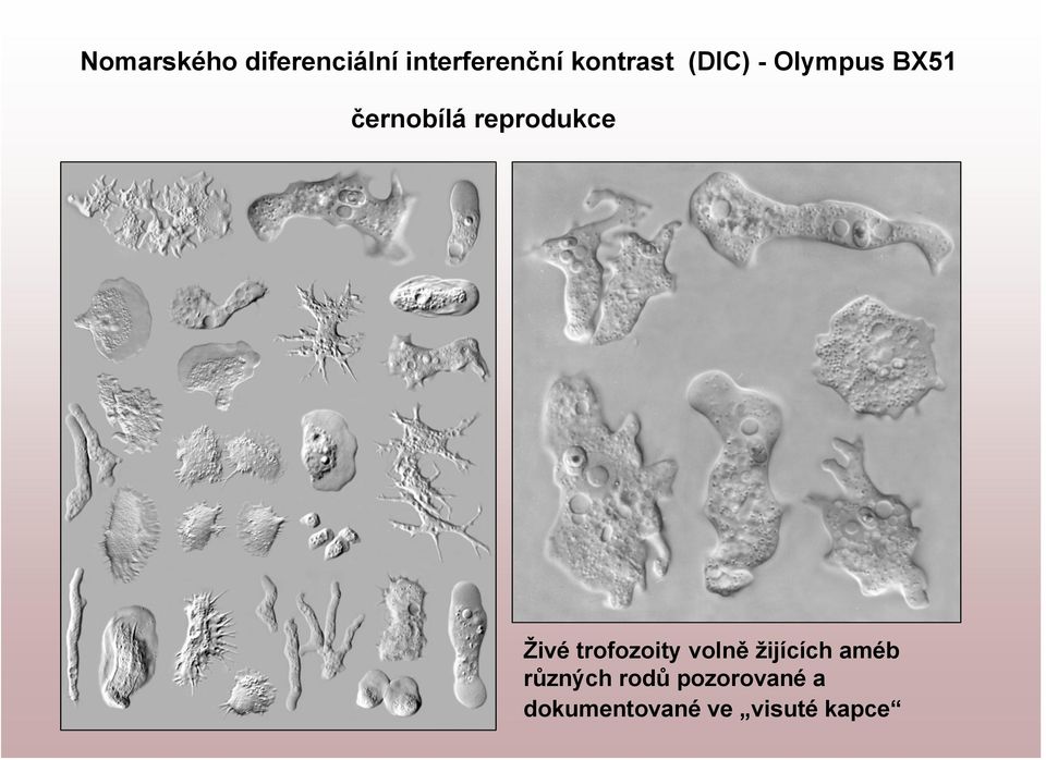 reprodukce Živé trofozoity volně žijících