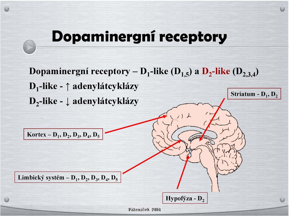 - adenylátcyklázy Striatum - D 1, D 2 Kortex D 1, D 2, D 3, D