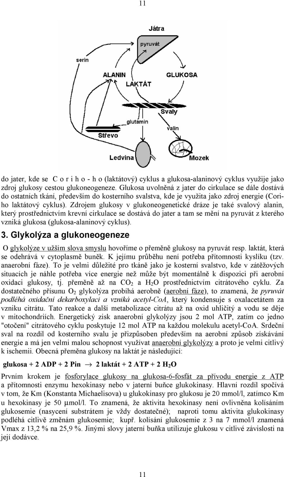 Zdrojem glukosy v glukoneogenetické dráze je také svalový alanin, který prostřednictvím krevní cirkulace se dostává do jater a tam se mění na pyruvát z kterého vzniká glukosa (glukosa-alaninový