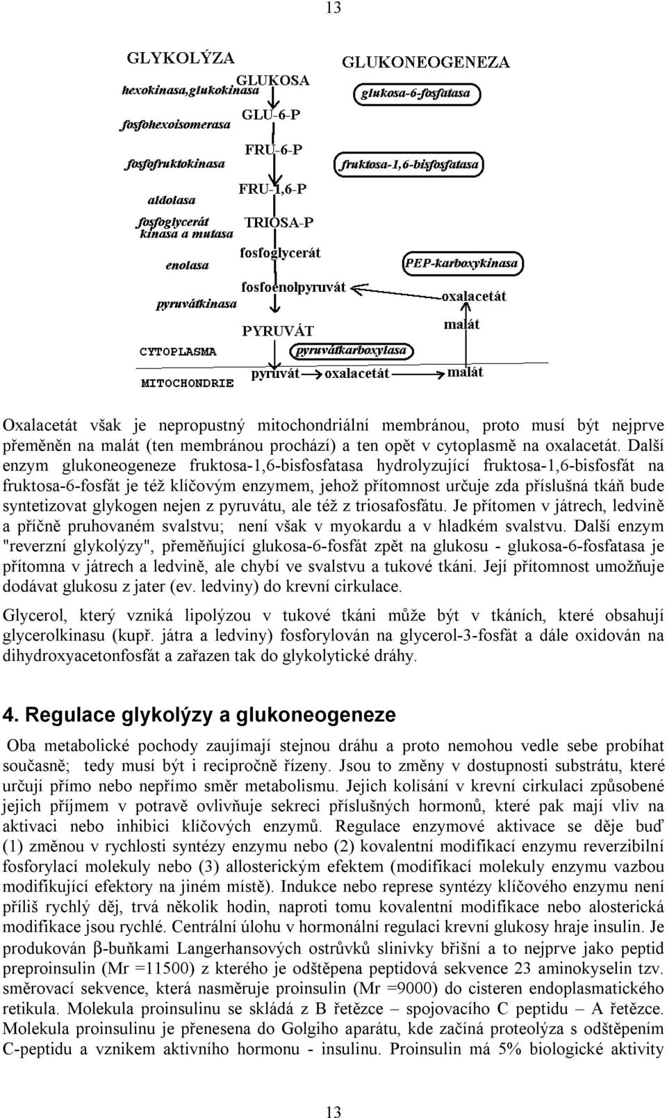 glykogen nejen z pyruvátu, ale též z triosafosfátu. Je přítomen v játrech, ledvině a příčně pruhovaném svalstvu; není však v myokardu a v hladkém svalstvu.