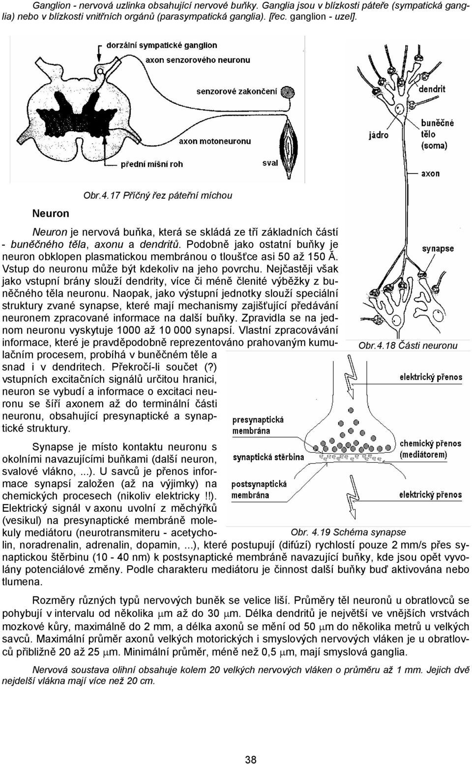 Podobně jako ostatní buňky je neuron obklopen plasmatickou membránou o tloušťce asi 50 až 150 Ă. Vstup do neuronu může být kdekoliv na jeho povrchu.