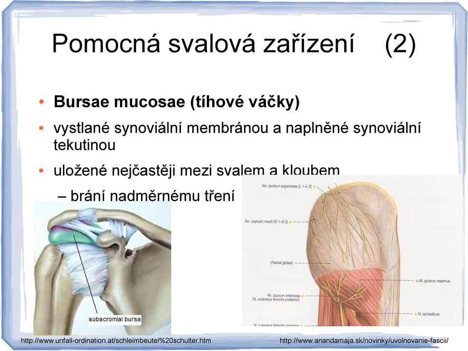 mezi svalem a kloubem brání nadměrnému tření http://www.unfall-ordination.