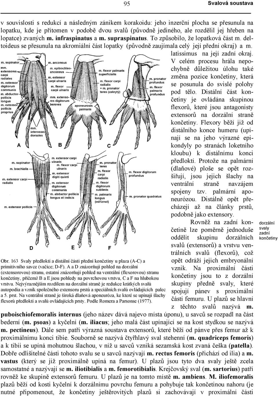 latissimus na její zadní okraj. V celém procesu hrála nepochybně důležitou úlohu také změna pozice končetiny, která se posunula do svislé polohy pod tělo.