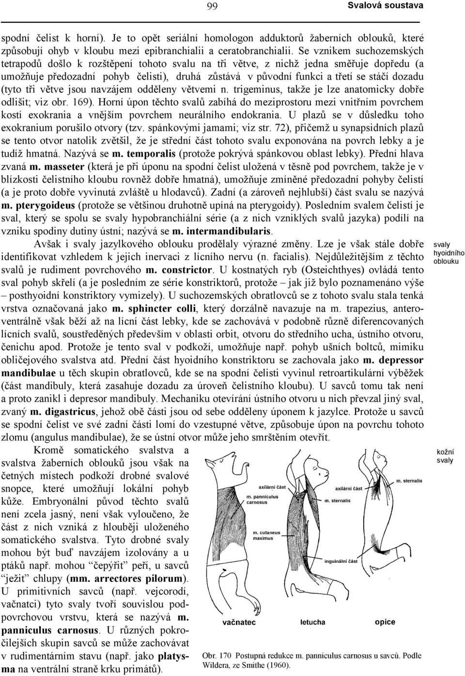 dozadu (tyto tři větve jsou navzájem odděleny větvemi n. trigeminus, takže je lze anatomicky dobře odlišit; viz obr. 169).