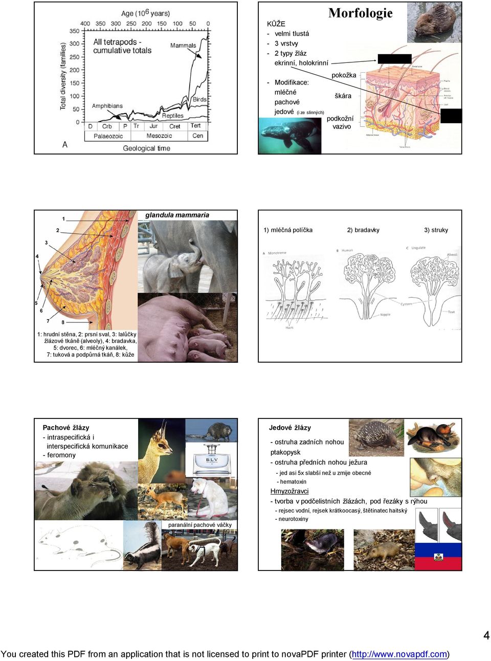 tkáň, 8: kůže Pachové žlázy - intraspecifická i interspecifická komunikace - feromony paranální pachové váčky Jedové žlázy - ostruha zadních nohou ptakopysk - ostruha předních nohou
