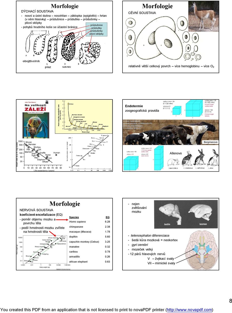 encefalizace (EQ) - poměr objemu mozku a povrchu těla - podíl hmotnosti mozku zvířete na hmotnosti těla - nejen zvětšování mozku Species EQ Homo sapiens 6.28 chimpanzee 2.38 macaque (Macaca) 1.