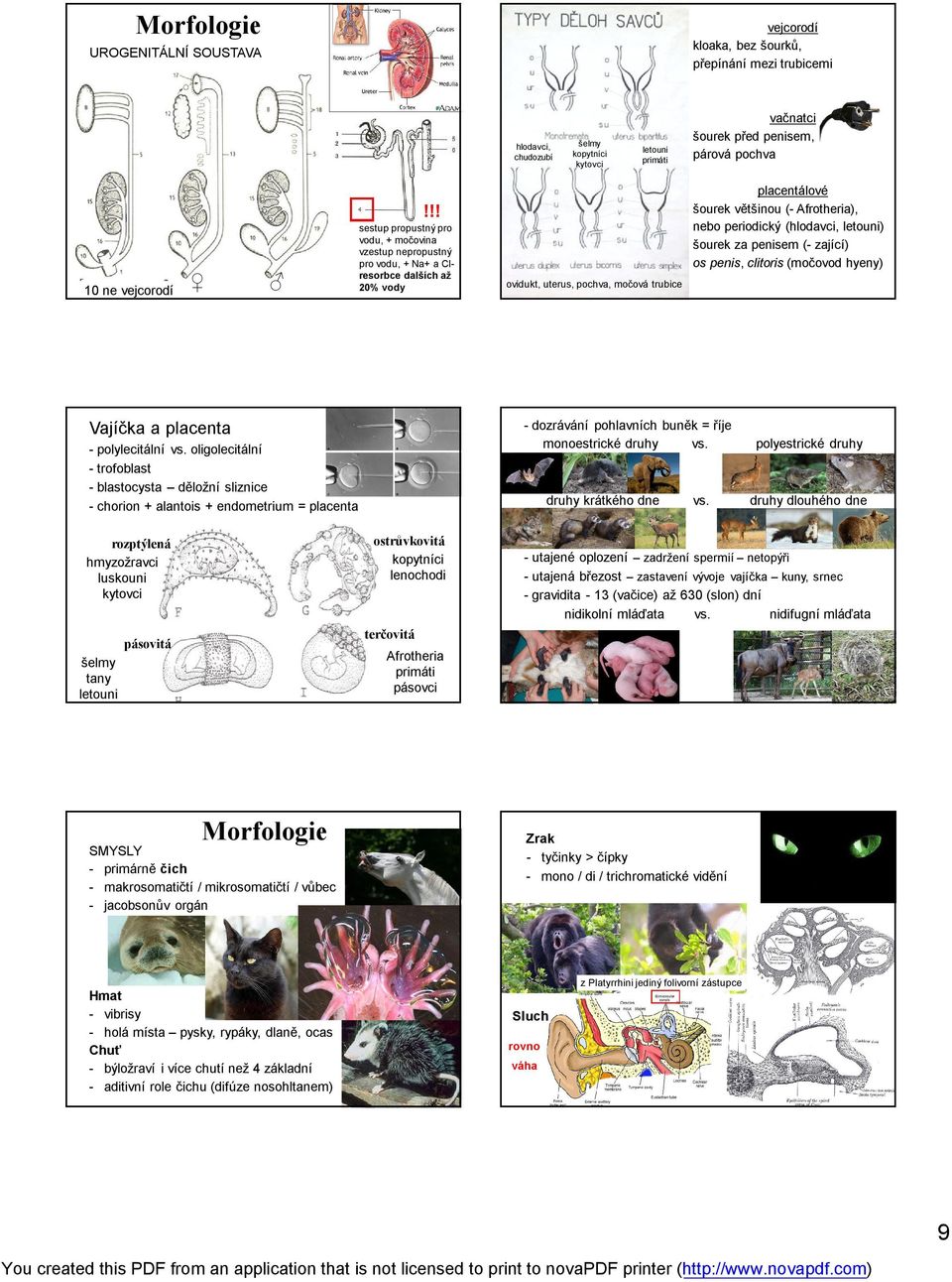 periodický (hlodavci, letouni) šourek za penisem (- zající) os penis, clitoris (močovod hyeny) Vajíčka a placenta - polylecitální vs.