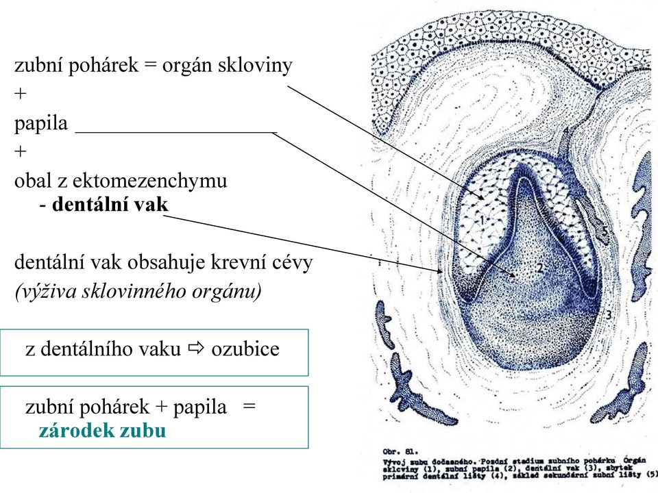 obsahuje krevní cévy (výživa sklovinného orgánu) z