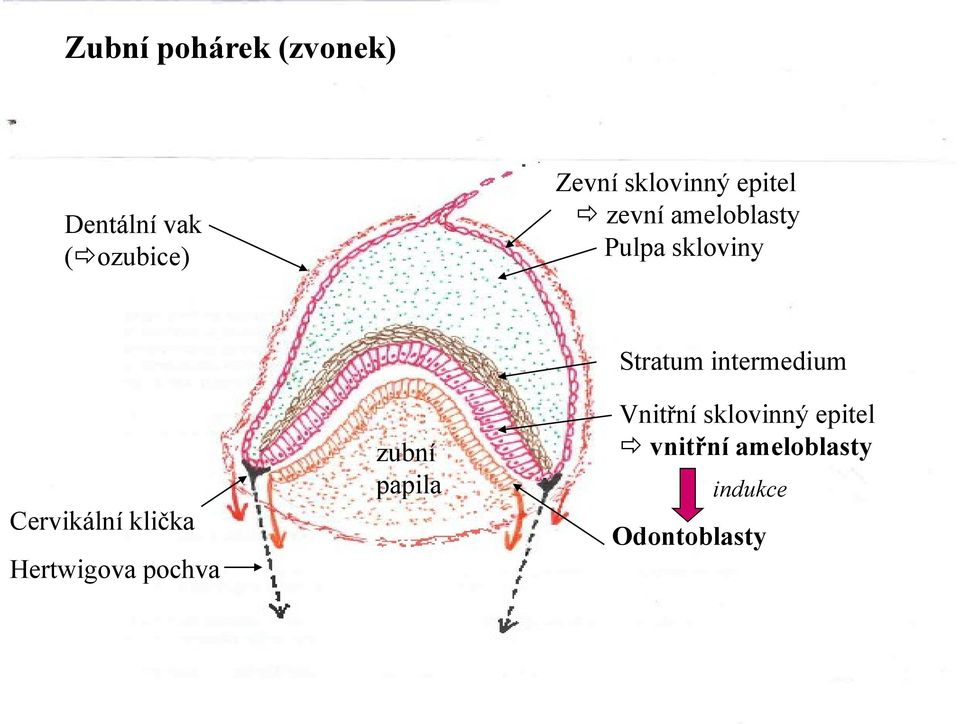 Cervikální klička Hertwigova pochva zubní papila Stratum