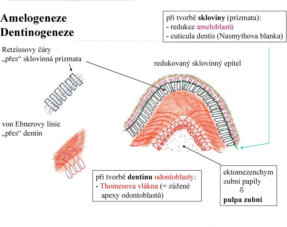 redukovaný sklovinný epitel von Ebnerovy línie přes dentin při tvorbě dentinu