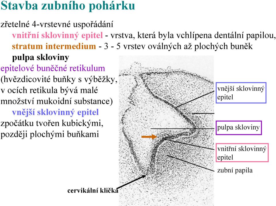 (hvězdicovité buňky s výběžky, v ocích retikula bývá malé množství mukoidní substance) vnější sklovinný epitel zpočátku