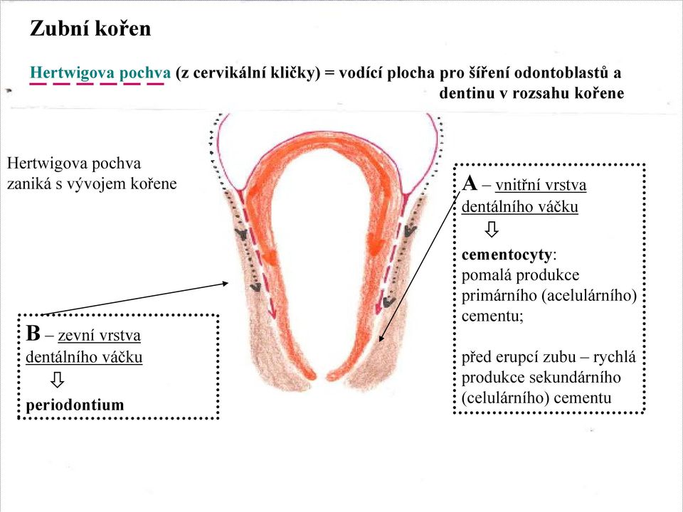 dentálního váčku periodontium A vnitřní vrstva dentálního váčku cementocyty: pomalá produkce