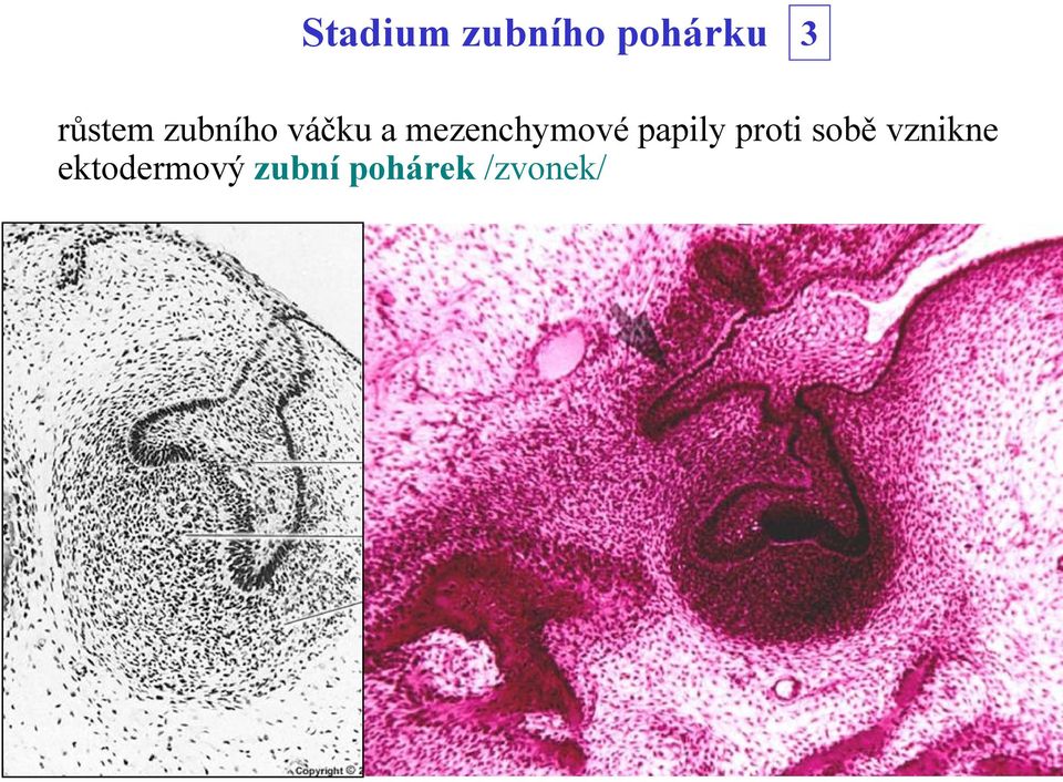 mezenchymové papily proti sobě