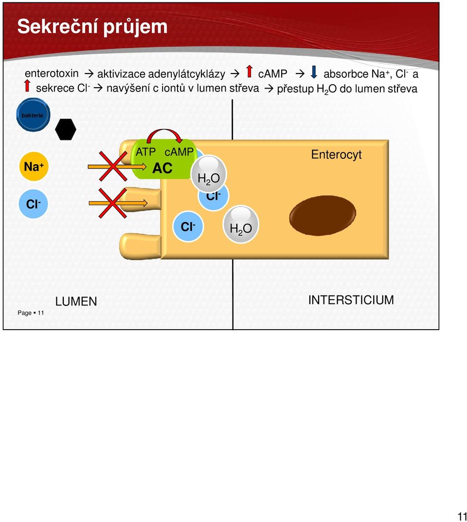 střeva přestup H 2 O do lumen střeva bakterie Na + ATP camp camp