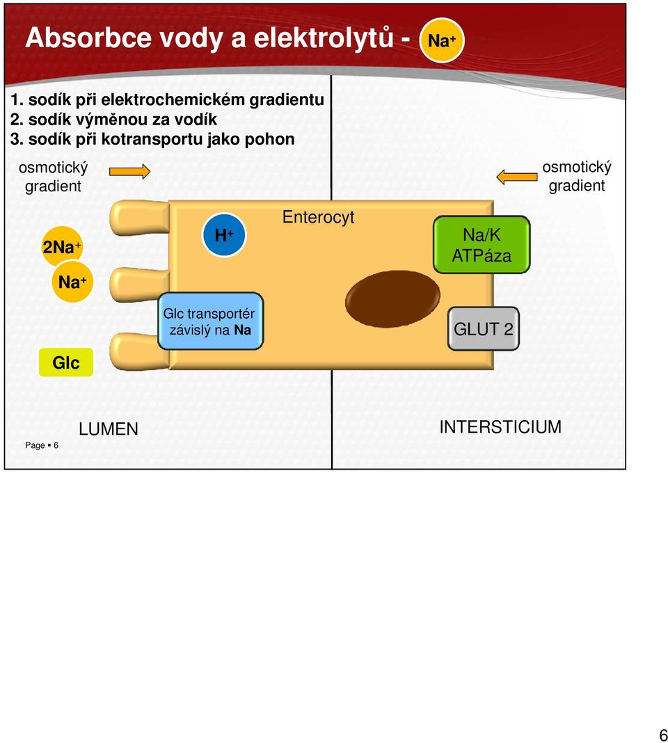 sodík při kotransportu jako pohon osmotický gradient 2Na + Na + Glc H