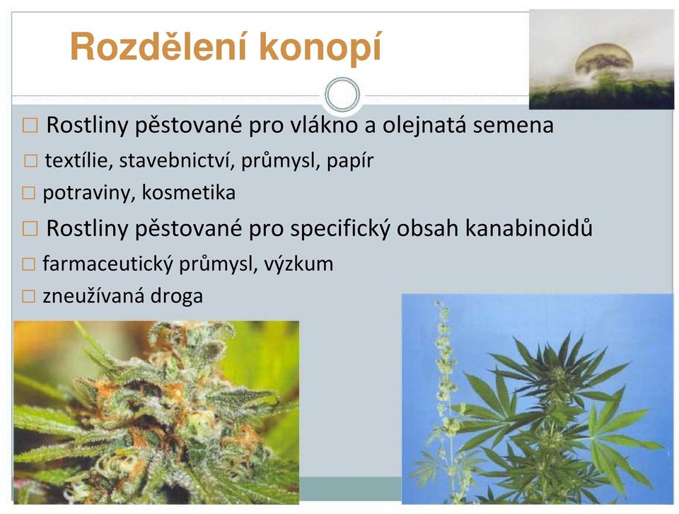 potraviny, kosmetika Rostlinypěstovanépro