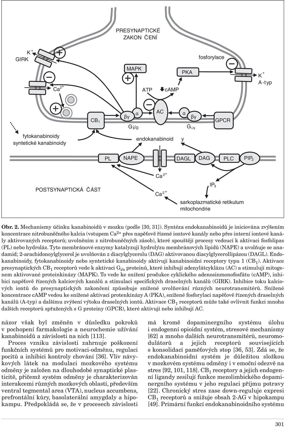 Syntéza endokanabinoidů je iniciována zvýšením koncentrace nitrobuněčného kalcia (vstupem Ca 2+ přes napěťově řízené iontové kanály nebo přes interní iontové kanály aktivovaných receptorů; uvolněním