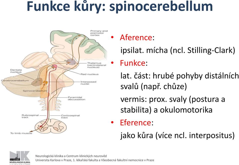 svaly (postura a stabilita) a okulomotorika Eference: jako kůra (více ncl.