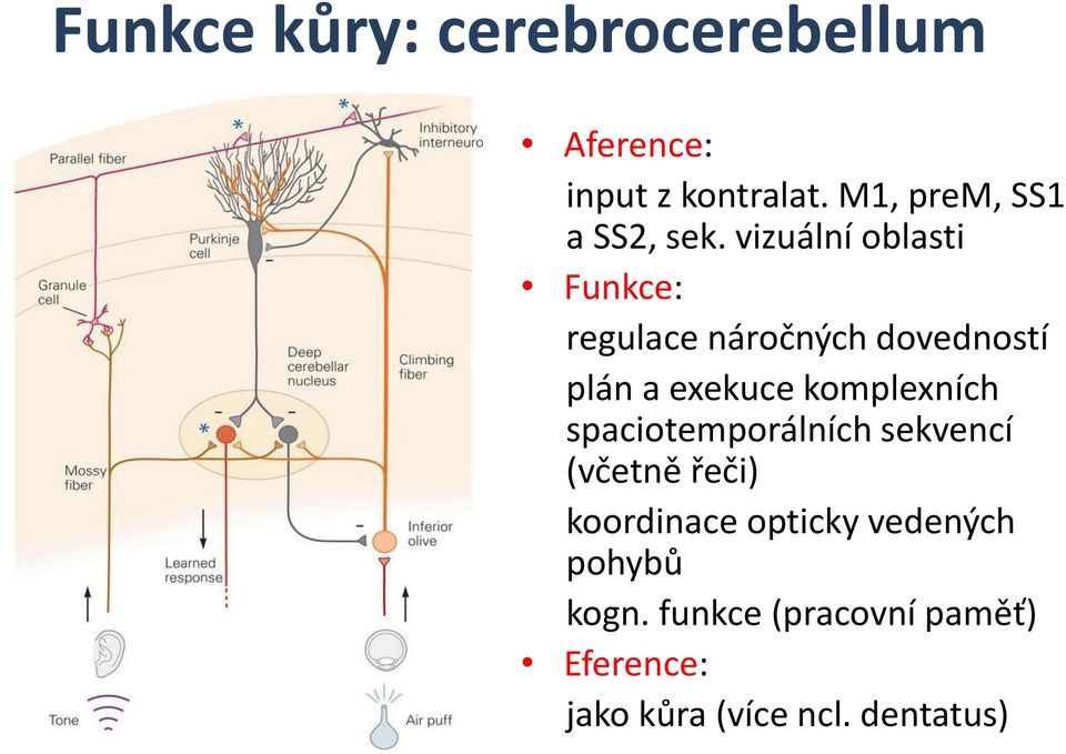 vizuální oblasti Funkce: regulace náročných dovedností plán a exekuce