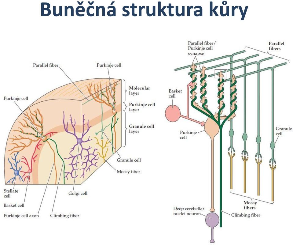 kůry