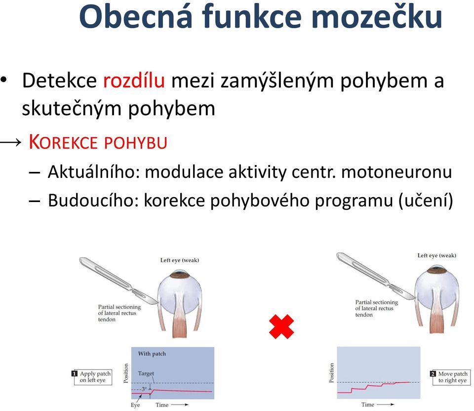 POHYBU Aktuálního: modulace aktivity centr.