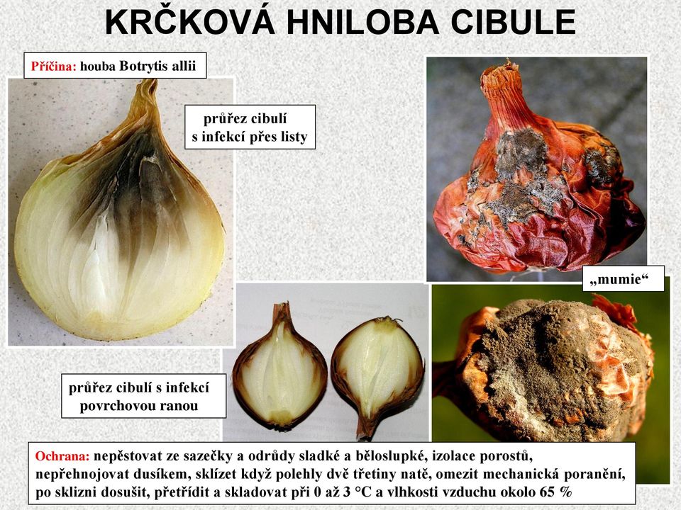 běloslupké, izolace porostů, nepřehnojovat dusíkem, sklízet když polehly dvě třetiny natě,