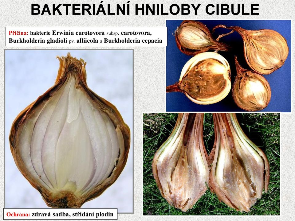 carotovora, Burkholderia gladioli pv.
