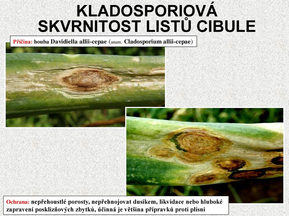Cladosporium allii-cepae) Ochrana: nepřehoustlé porosty,