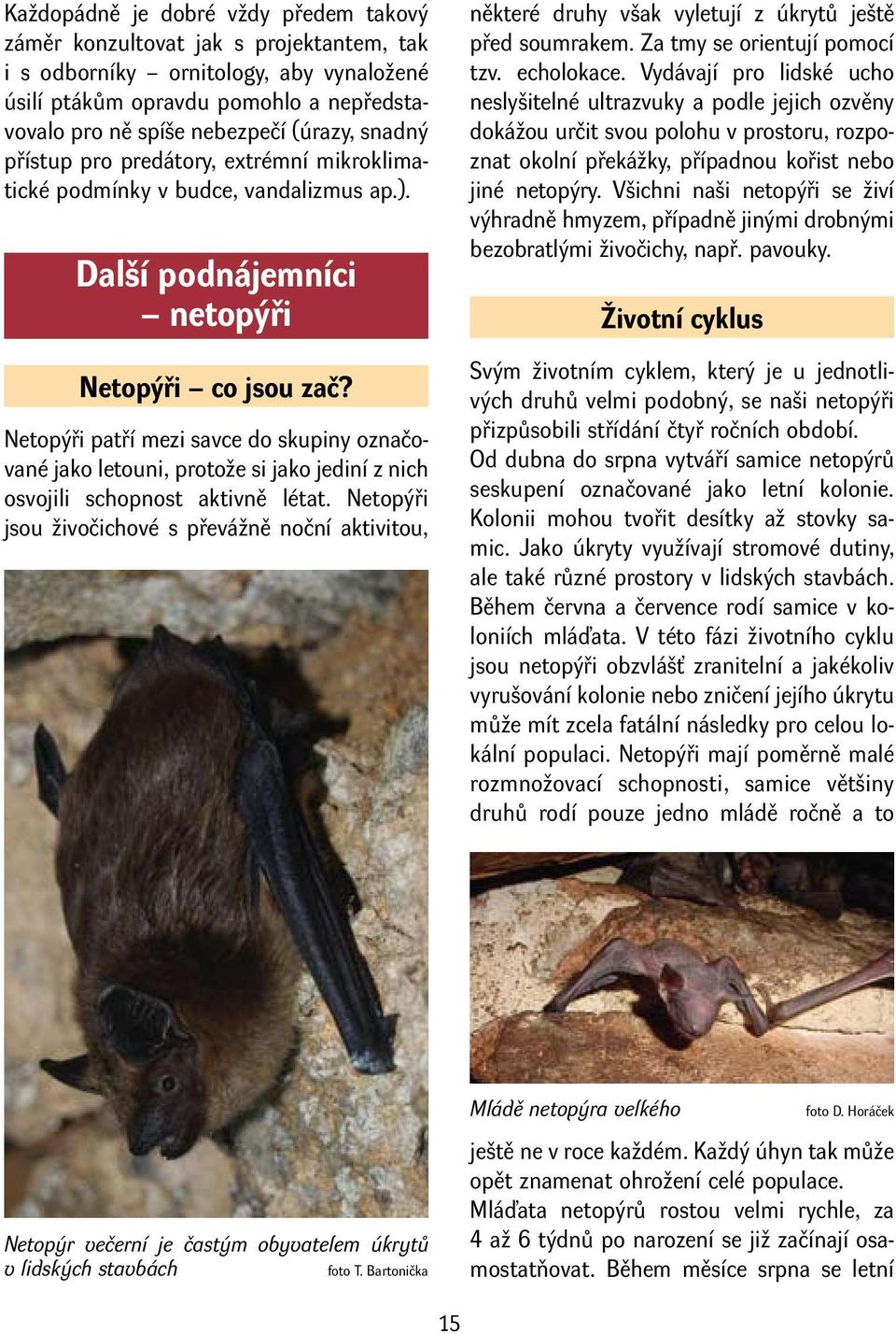 Netopýři patří mezi savce do skupiny označované jako letouni, protože si jako jediní z nich osvojili schopnost aktivně létat.