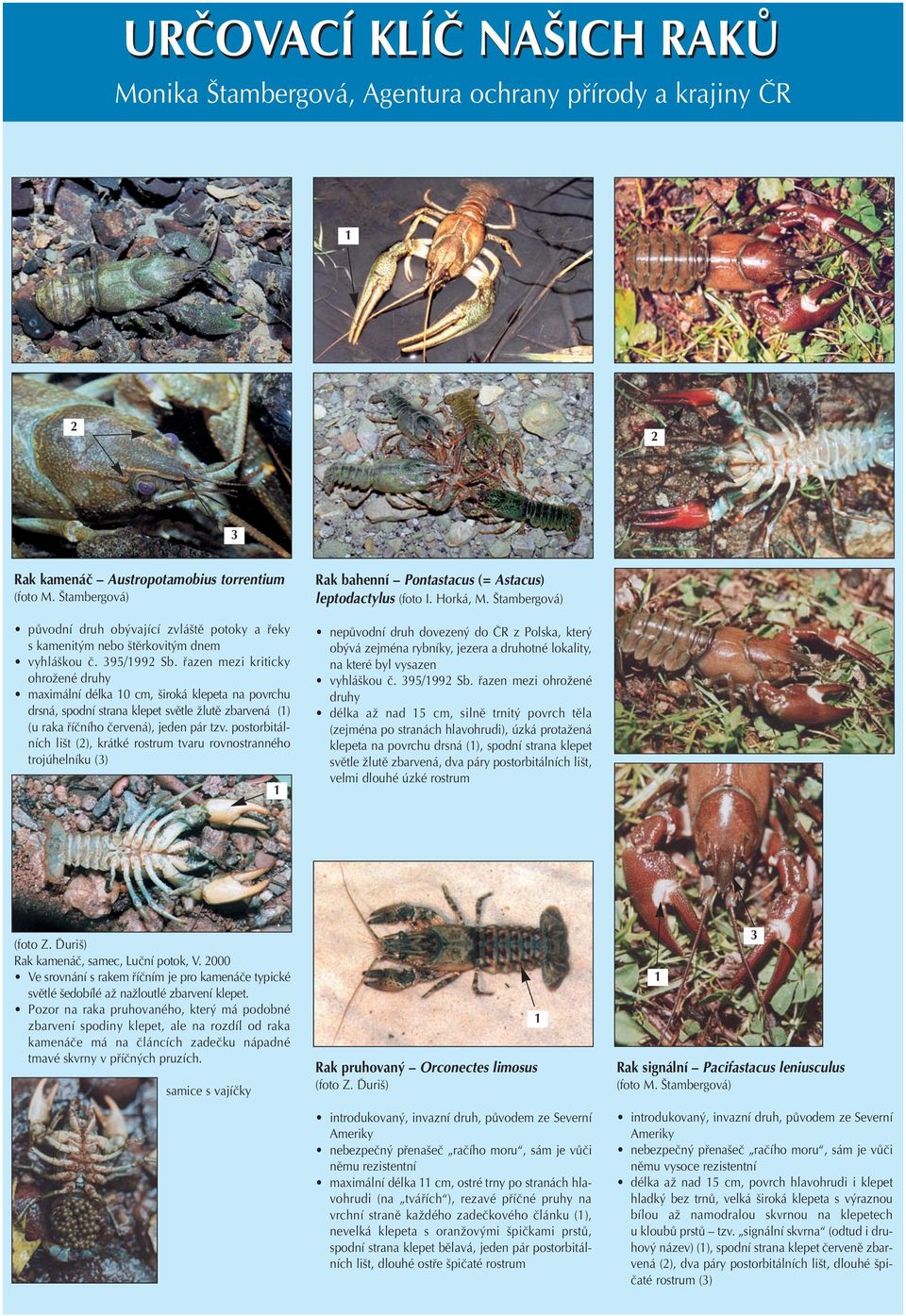 fiazen mezi kriticky ohroïené druhy maximální délka 0 cm, iroká klepeta na povrchu drsná, spodní strana klepet svûtle Ïlutû zbarvená () (u raka fiíãního ãervená), jeden pár tzv.