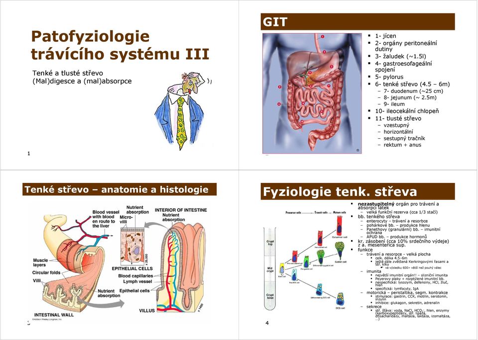 5m) 9- ileum 10- ileocekální chlopeň 11- tlusté střevo vzestupný horizontální sestupný tračník rektum + anus Tenké střevo anatomie a histologie 3 Fyziologie tenk.