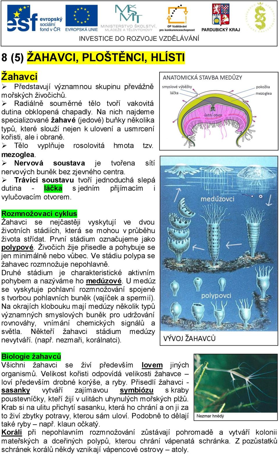 Nervová soustava je tvořena sítí nervových buněk bez zjevného centra. Trávicí soustavu tvoří jednoduchá slepá dutina - láčka s jedním přijímacím i vylučovacím otvorem.