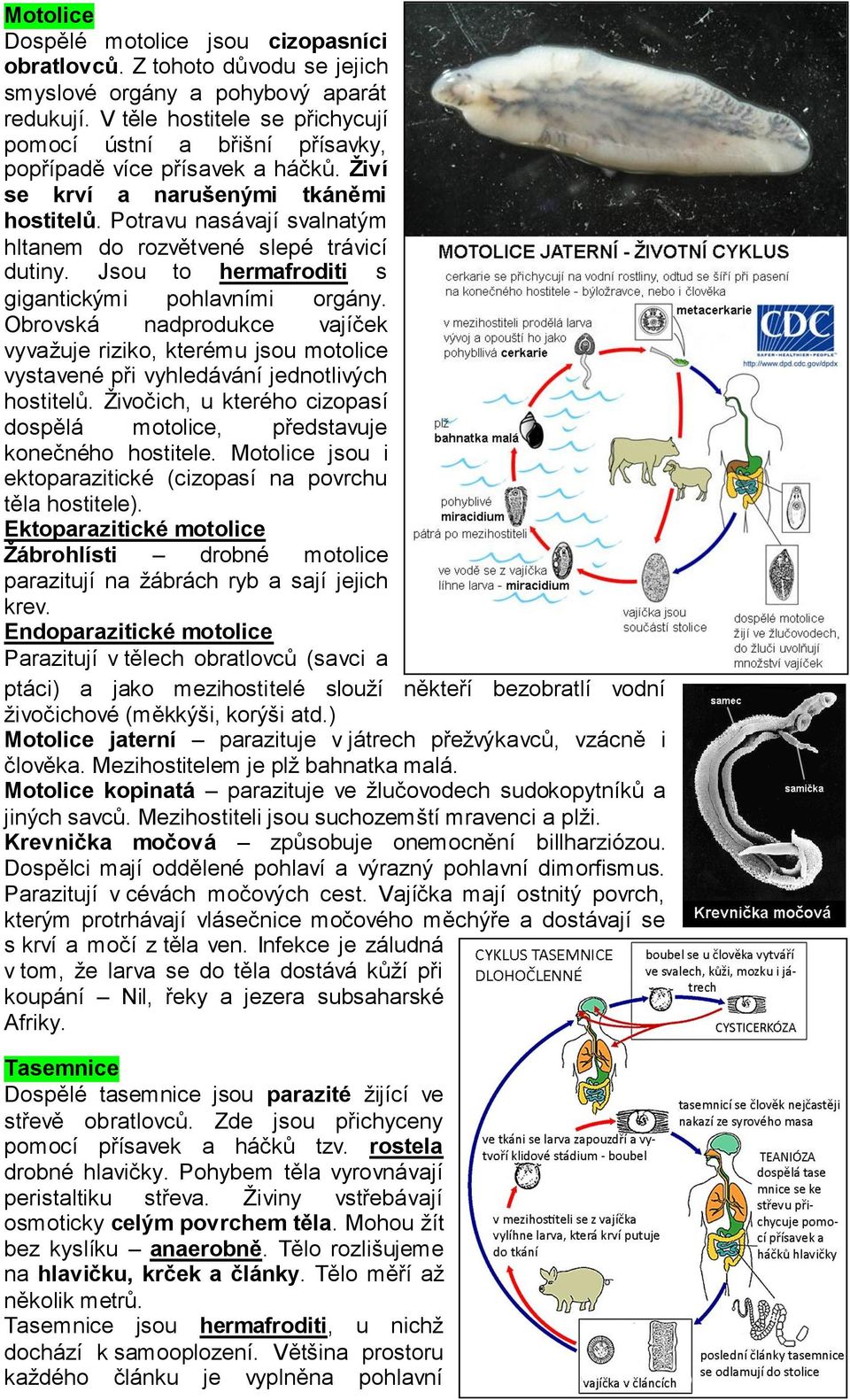 Potravu nasávají svalnatým hltanem do rozvětvené slepé trávicí dutiny. Jsou to hermafroditi s gigantickými pohlavními orgány.