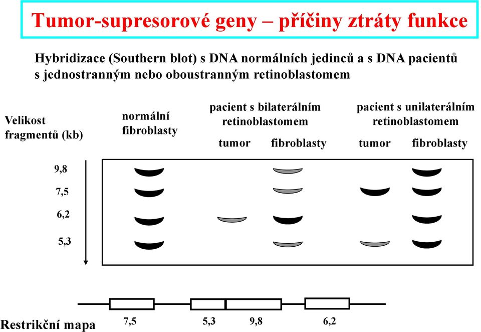 fragmentů (kb) normální fibroblasty pacient s unilaterálním retinoblastomem pacient s