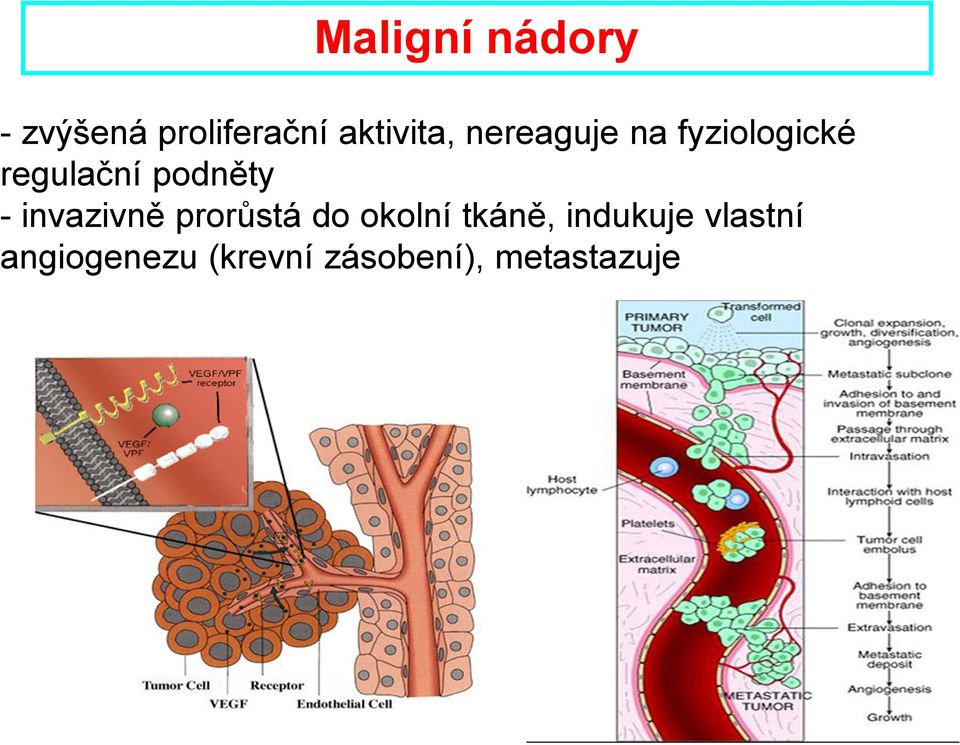 invazivně prorůstá do okolní tkáně, indukuje