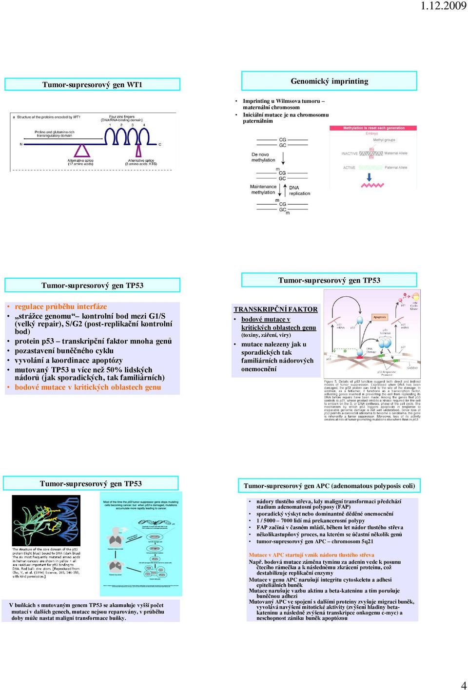 a koordinace apoptózy mutovaný TP53 u více neţ 50% lidských nádorů (jak sporadických, tak familiárních) bodové mutace v kritických oblastech genu TRANSKRIPČNÍ FAKTOR bodové mutace v kritických