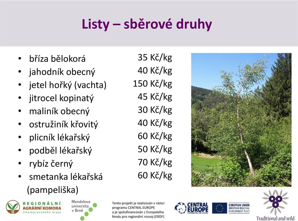 podběl lékařský rybíz černý smetanka lékařská (pampeliška) 35 Kč/kg 40