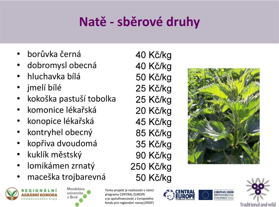 kopřiva dvoudomá kuklík městský lomikámen zrnatý maceška trojbarevná 40 Kč/kg 40