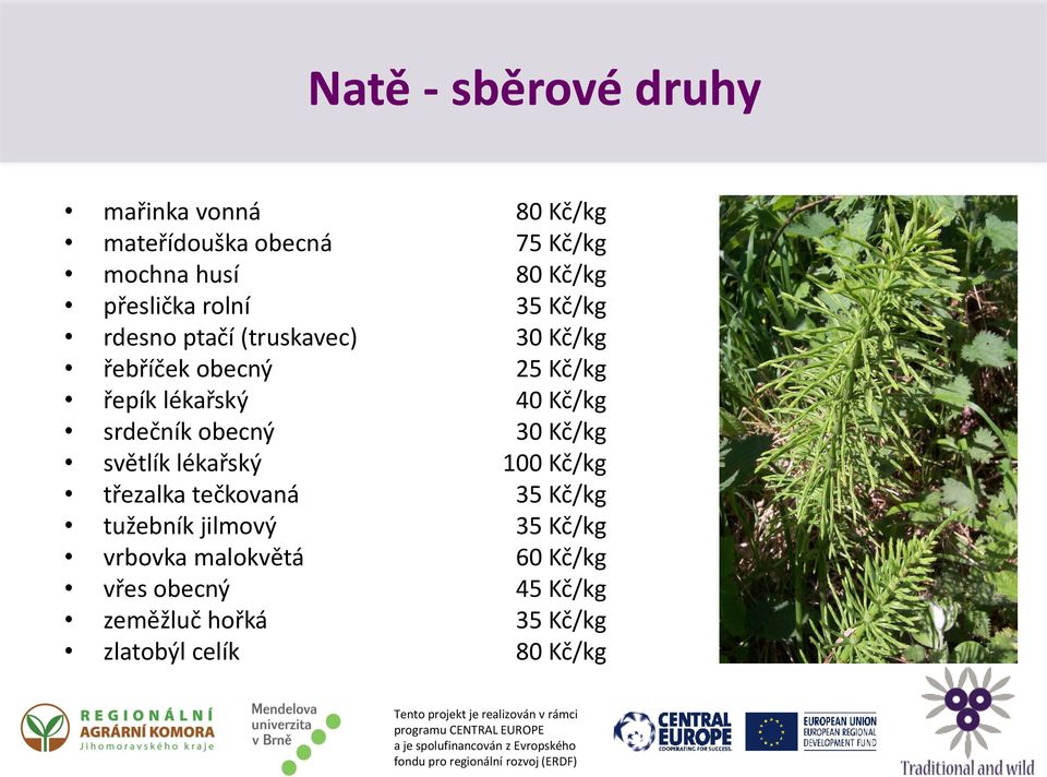 tužebník jilmový vrbovka malokvětá vřes obecný zeměžluč hořká zlatobýl celík 80 Kč/kg 75 Kč/kg 80