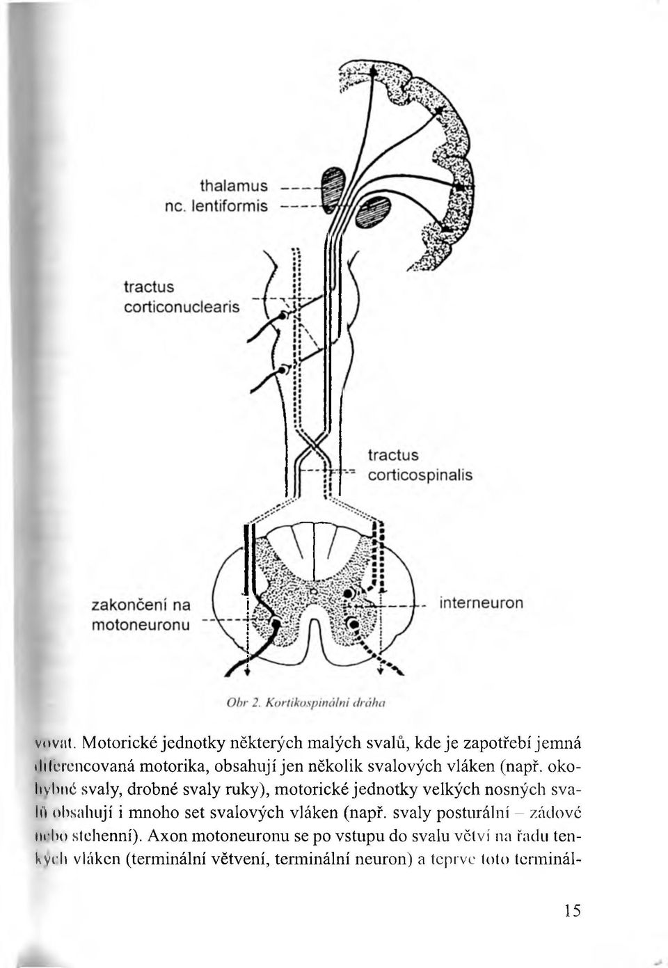 svalových vláken (např.