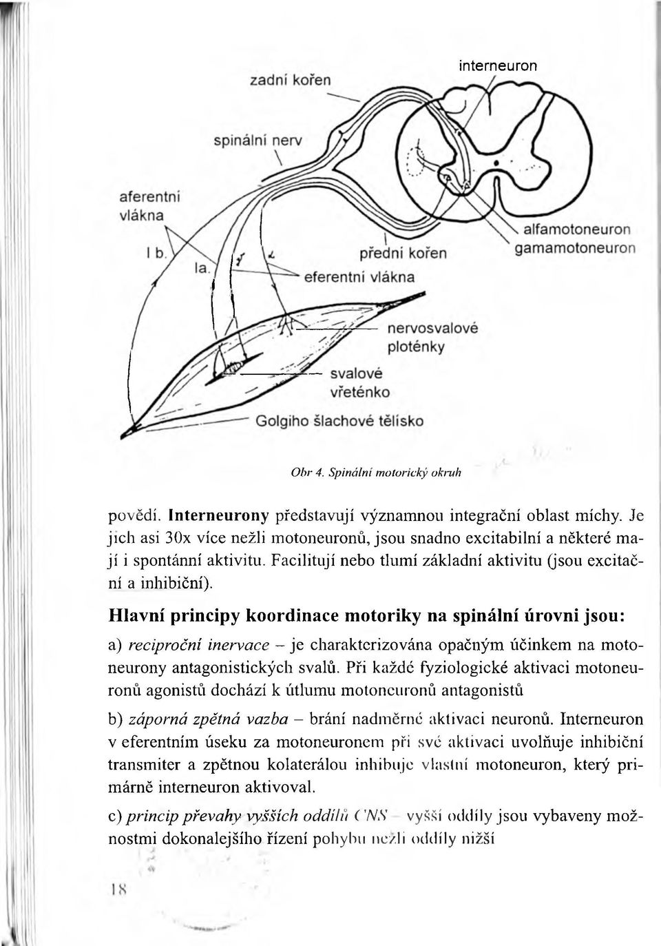 H lavní principy koordinace m otoriky na spinální úrovni jsou: a) reciproční inervace - je charakterizována opačným účinkem na motoneurony antagonistických svalů.