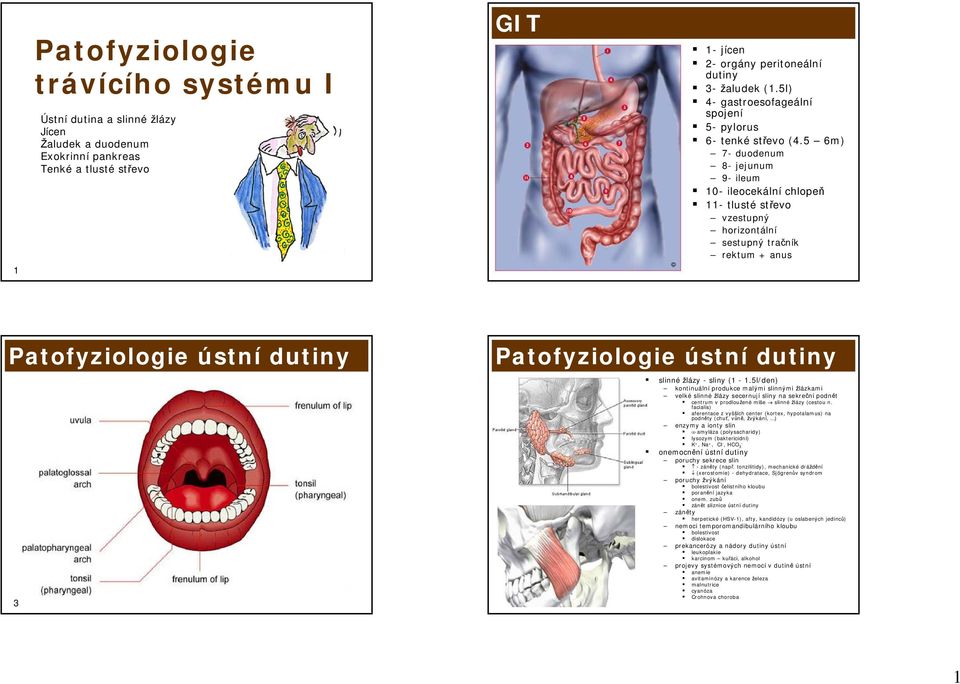 5 6m) 7- duodenum 8- jejunum 9- ileum 10- ileocekální chlopeň 11- tlusté střevo vzestupný horizontální sestupný tračník rektum + anus Patofyziologie ústní dutiny 3 Patofyziologie ústní dutiny 4