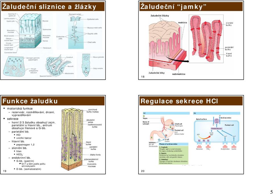 , antrum obsahuje hlenové a G-bb. parietální bb. HCl vnitřní faktor hlavní bb. pepsinogen 1,2 slizniční bb.