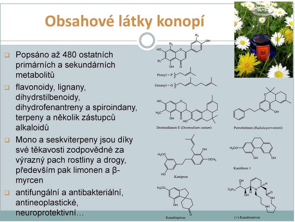 alkaloidů Mono a seskviterpeny jsou díky své těkavosti zodpovědné za výrazný pach rostliny a
